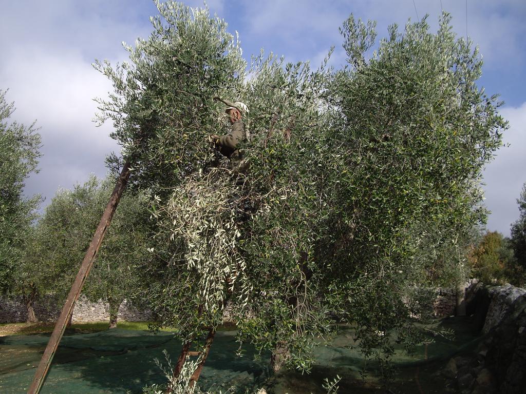 Trulli Convertini